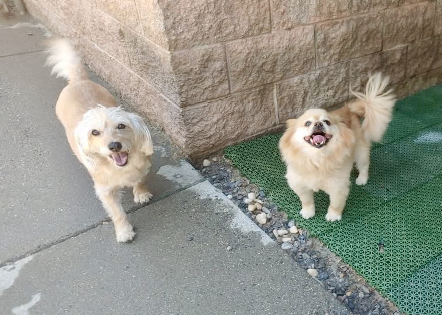 Camp Canine