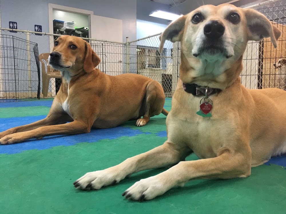 The Pet Wagon Hotel