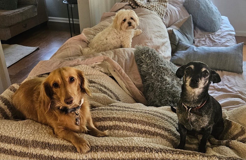 Apex Dog Sitting