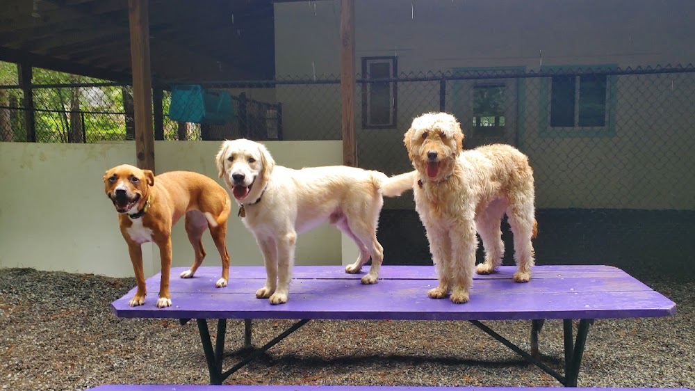 Dog Tales Day Camp and Boarding
