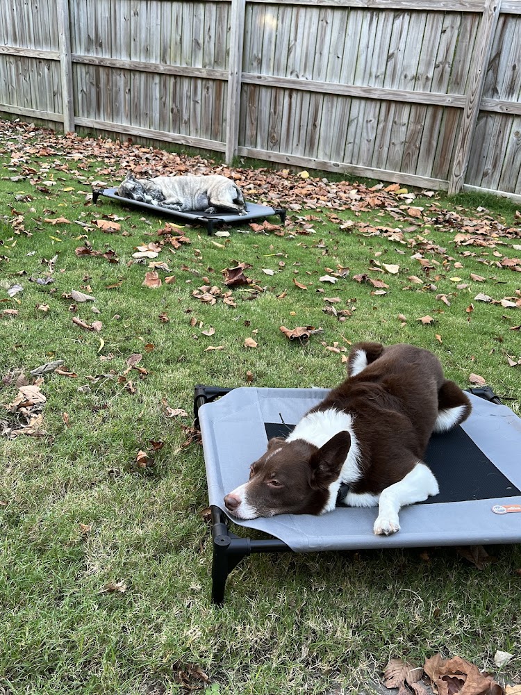 Dogability Dog Training