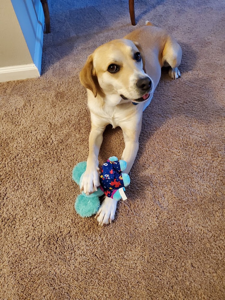 Jeff Millman Dog Training