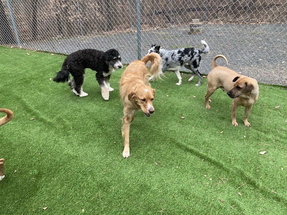 RDU Pet Resort