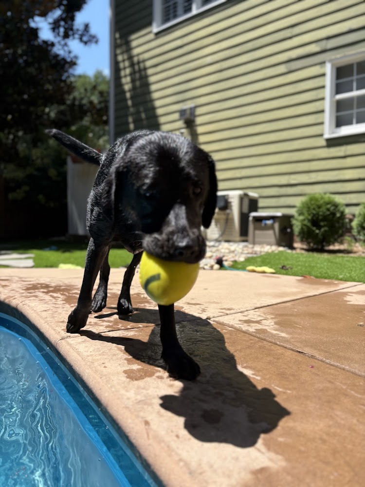 Always Faithful Dog Training of Raleigh